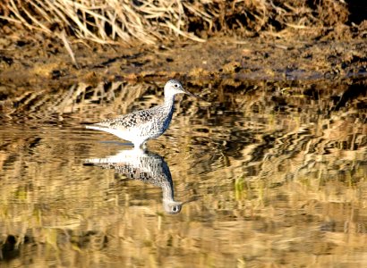 Greater yellowlegs at Seedskadee National Wildlife Refuge photo