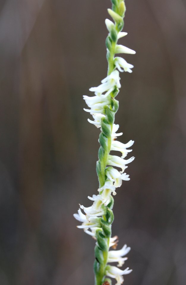 Ladies Tresses orchid