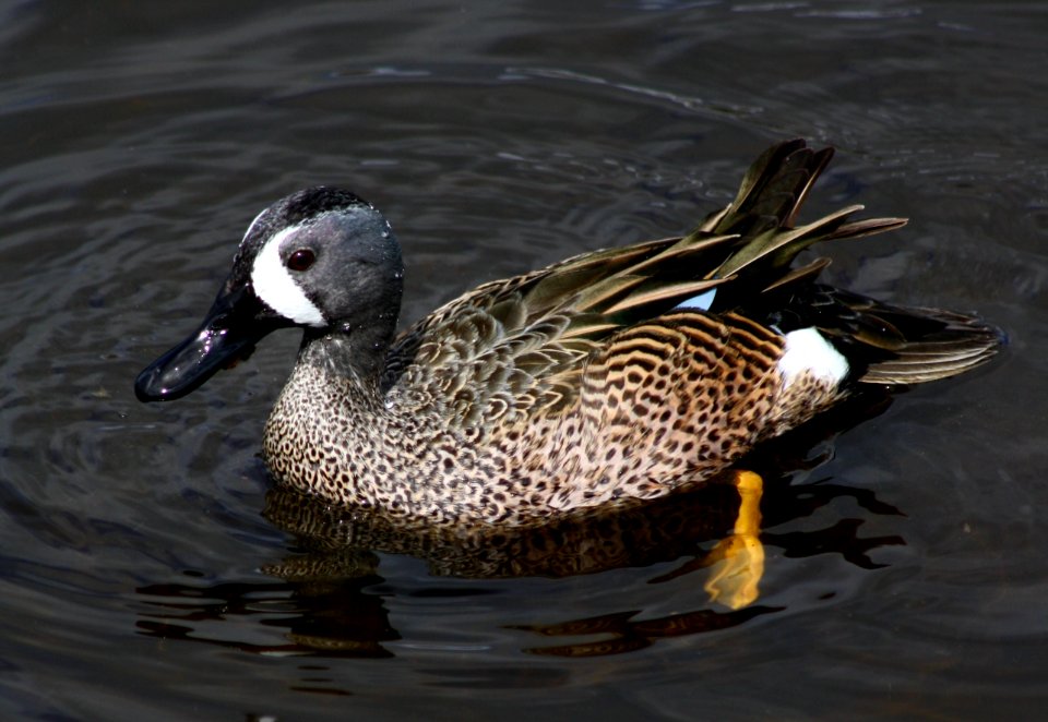 Blue-winged Teal