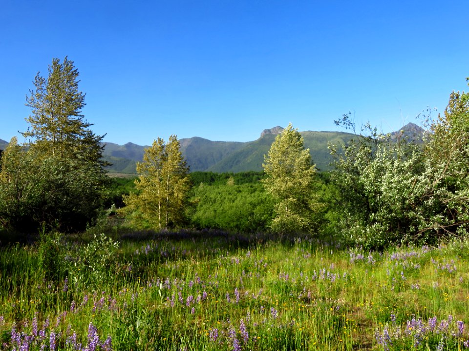 Coldwater Lake Trail at Mt. St. Helens NM in Washington