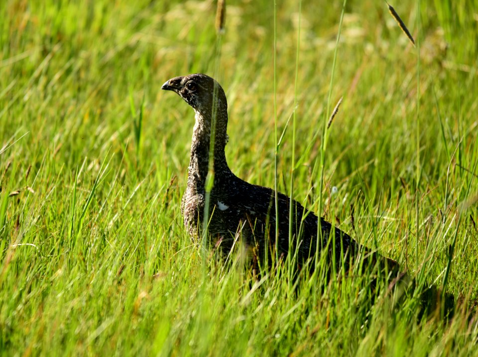 Greater sage-grouse at Arapaho National Wildlife Refuge