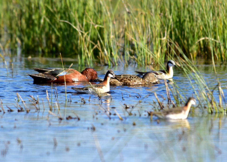 Cinnamon teal at Seedskadee National Wildlife Refuge