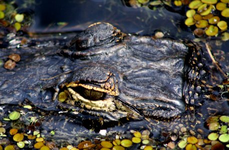 gator photo