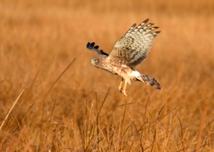 Northern harrier at Seedskadee National Wildlife Refuge