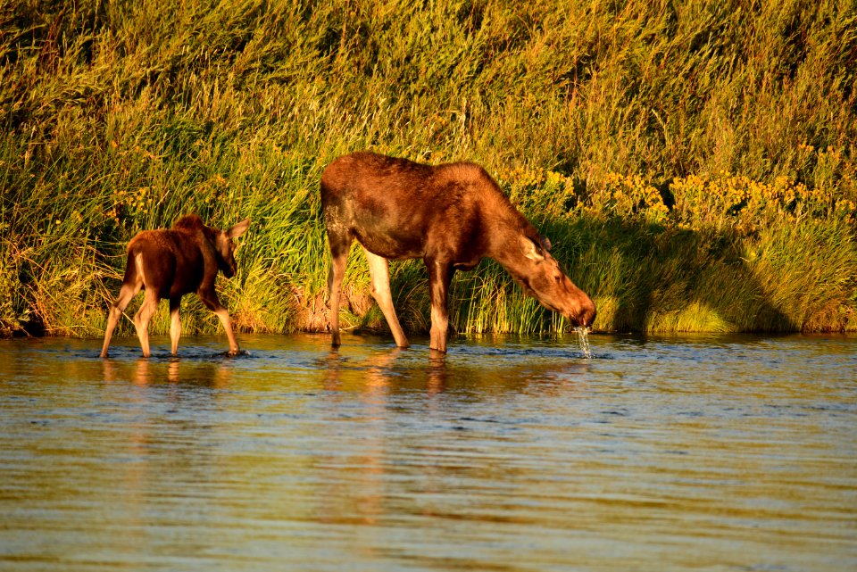 Moose on Seedskadee National Wildlife Refuge
