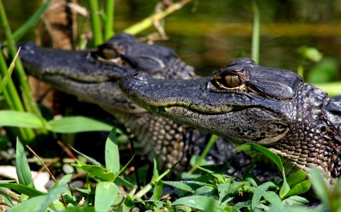 little gators photo