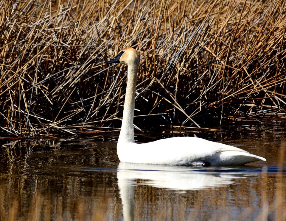 Trumpeter swan at Seedskadee National Wildlife Refuge