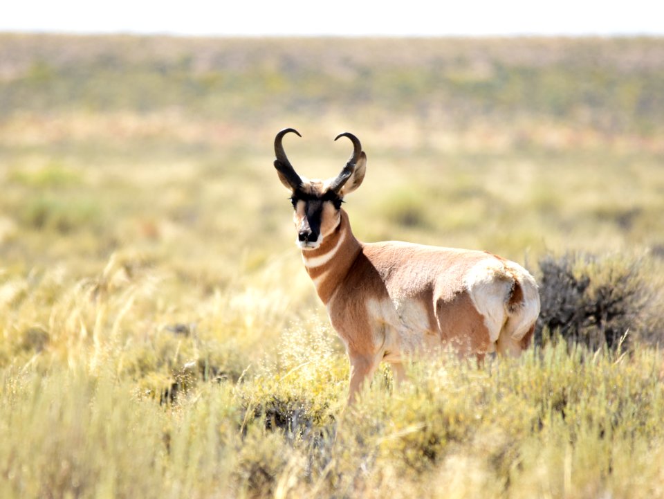 Pronghorn on Seedskadee National Wildlife Refuge