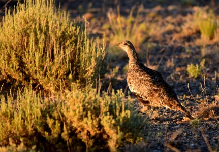 Greater sage-grouse at Seedskadee National Wildlife Refuge