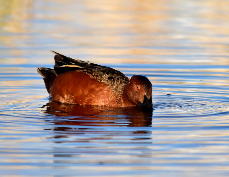 Cinnamon teal at Seedskadee National Wildlife Refuge