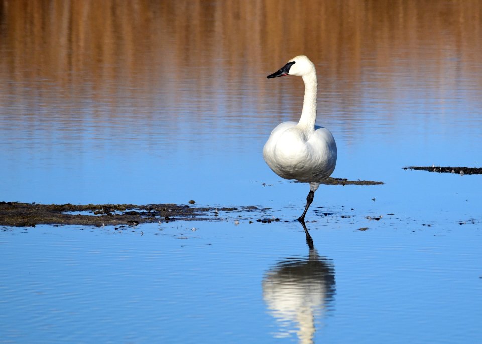 Trumpeter swan at Seedskadee National Wildlife Refuge