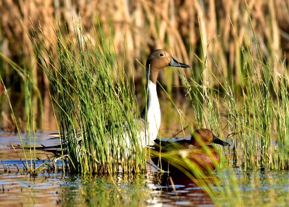 Northern pintail at Seedskadee National Wildlife Refuge