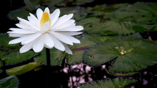 Water Lily
