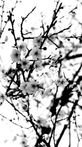 Plum blossom photo