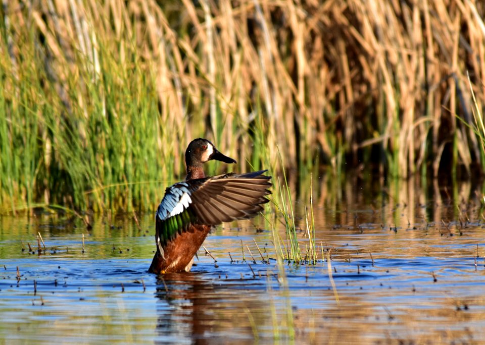 Cinnamon X blue-winged teal cross at Seedskadee National Wildlife Refuge