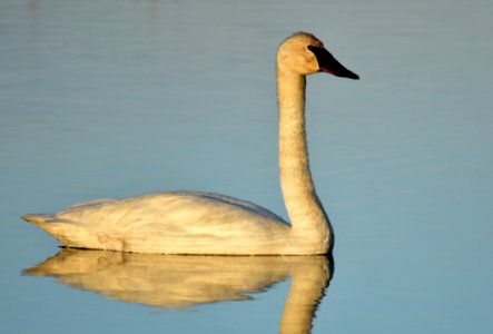 bird trumpeter swan on Seedskadee NWR 1019