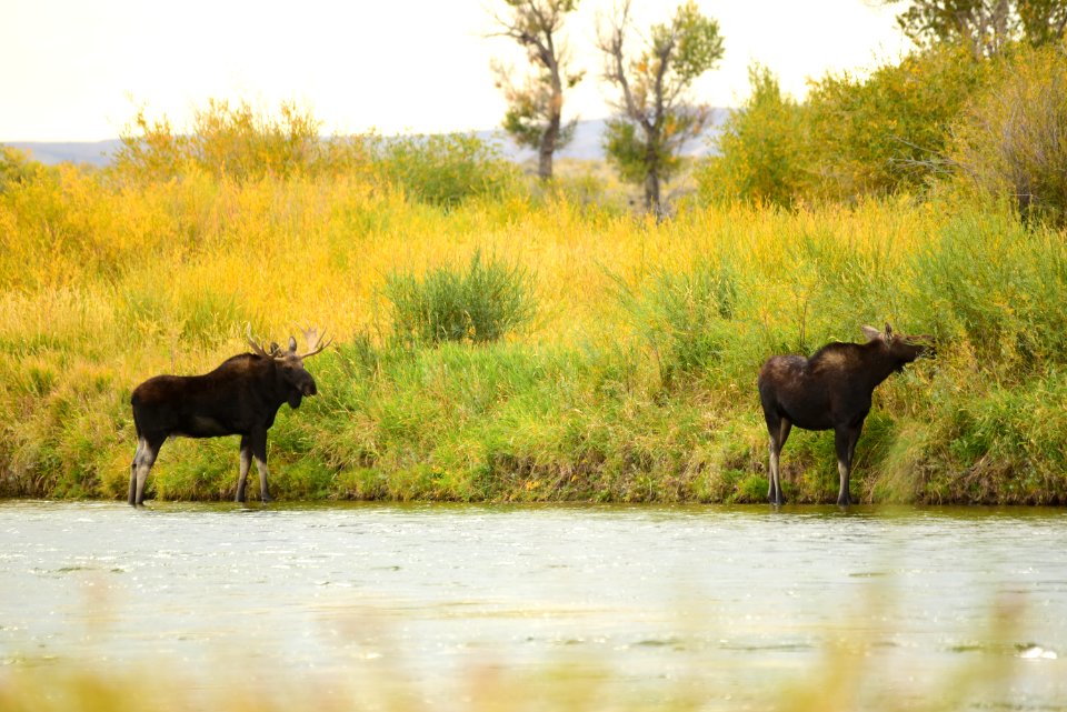 Moose at Seedskadee National Wildlife Refuge