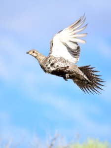 Greater sage-grouse at Seedskadee National Wildlife Refuge photo