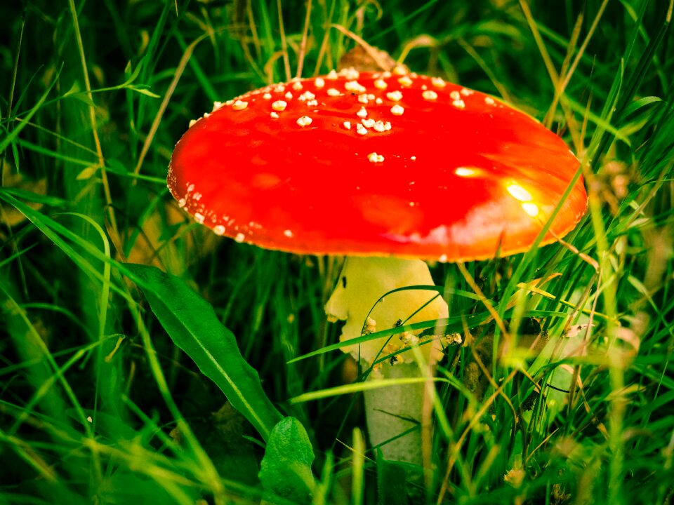 Autumn nature toxic