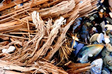 Driftwood and mussels photo