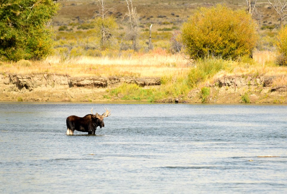 Moose at Seedskadee National Wildlife Refuge