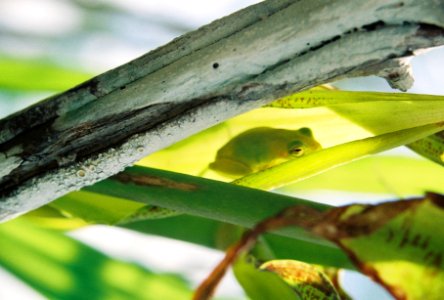 Frog in a Cowhorn Orchid photo