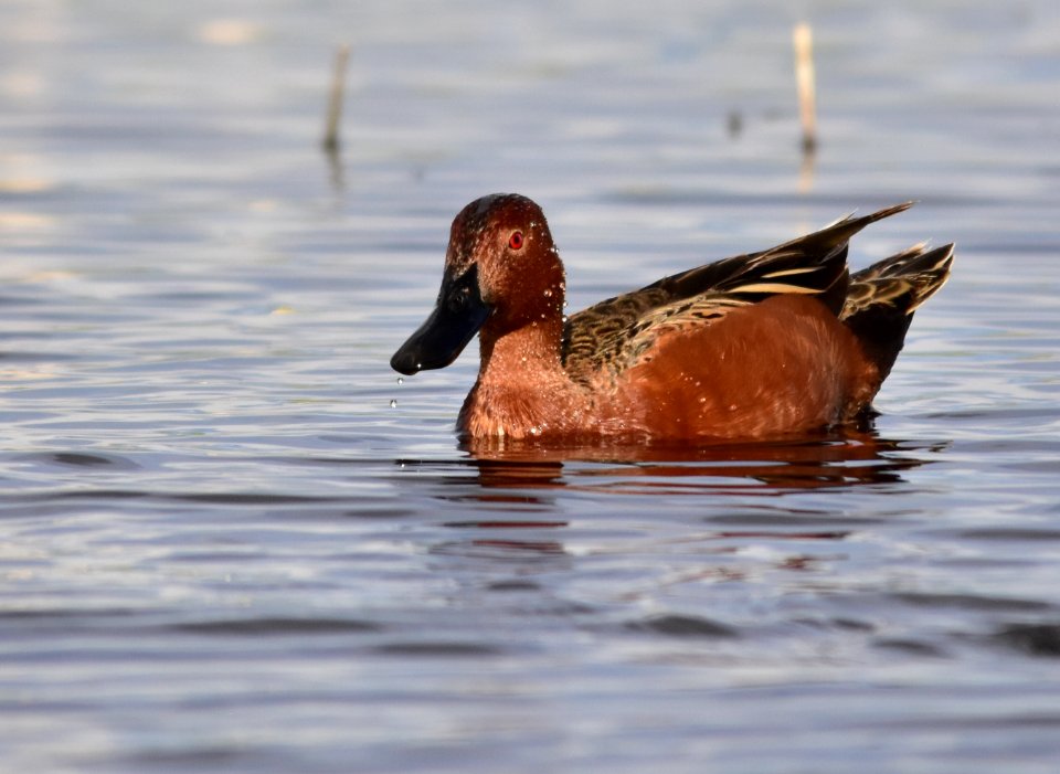 Cinnamon teal at Seedskadee National Wildlife Refuge
