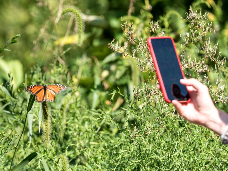 Capture migrating monarchs, Nature Center of Cape May DSC 8635