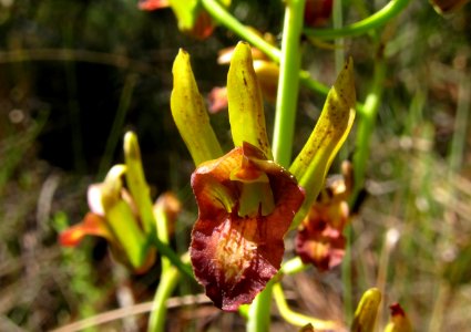 wild coco orchid