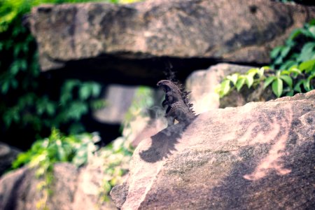 godzilla-comp