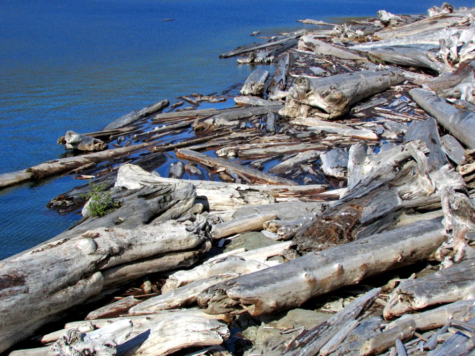 Logjam at Spirit Lake at Mt. St. Helens in Washington