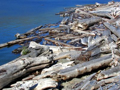 Logjam at Spirit Lake at Mt. St. Helens in Washington