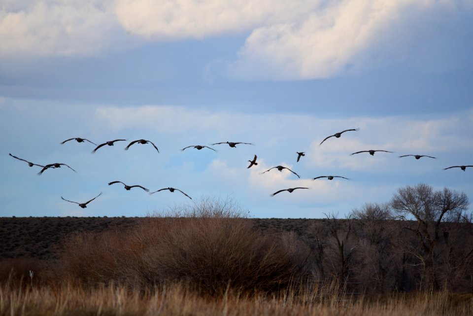 Sandhill cranes at Seedskadee National Wildlife Refuge