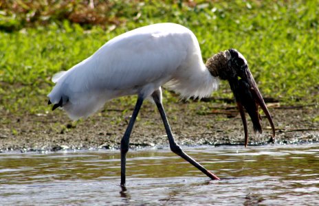 Woodstork eats fish