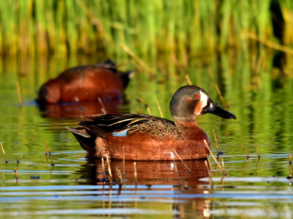 Cinnamon X blue-winged teal cross at Seedskadee National Wildlife Refuge