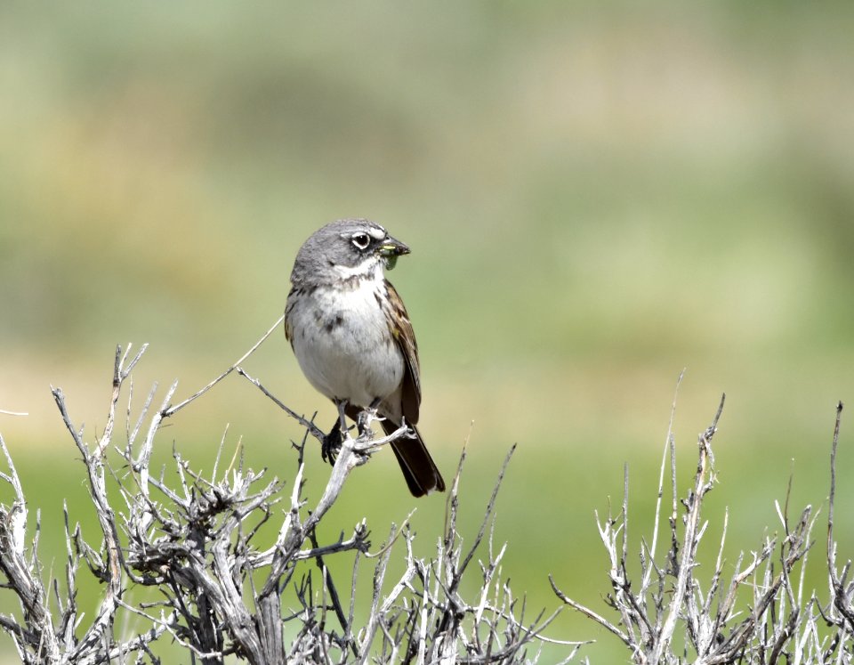 Sagebrush sparrow at Seedskadee National Wildlife Refuge