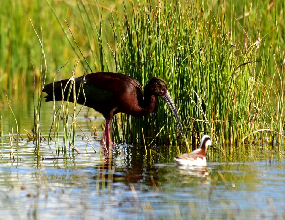 White-faced ibis at Seedskadee National Wildlife Refuge
