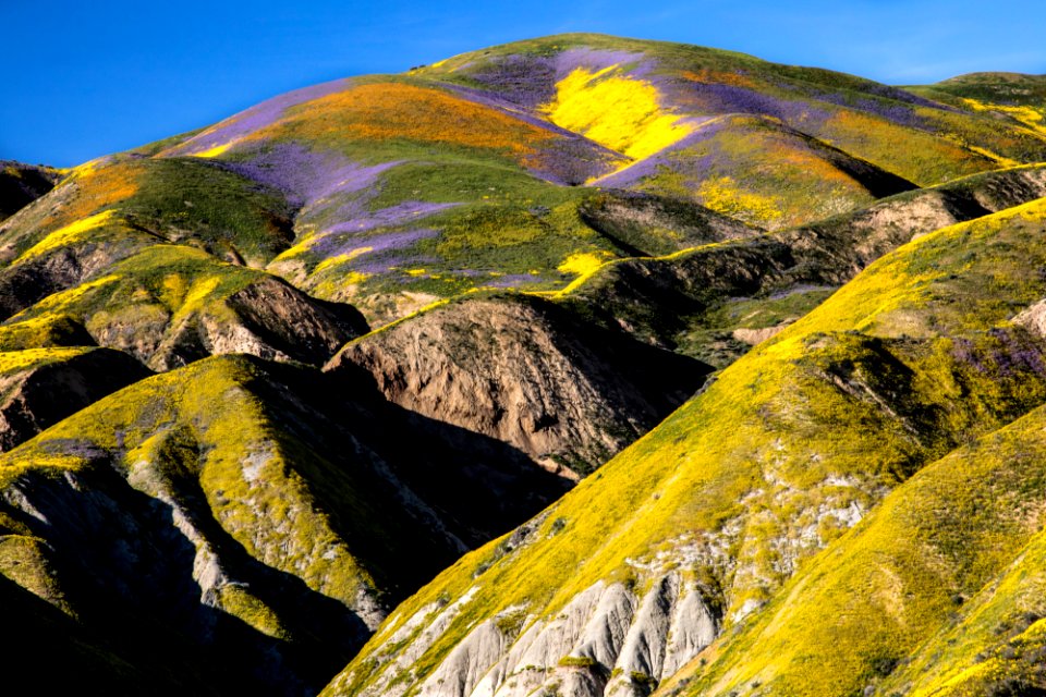 Super Bloom 2017 at Carrizo Plain National Monument