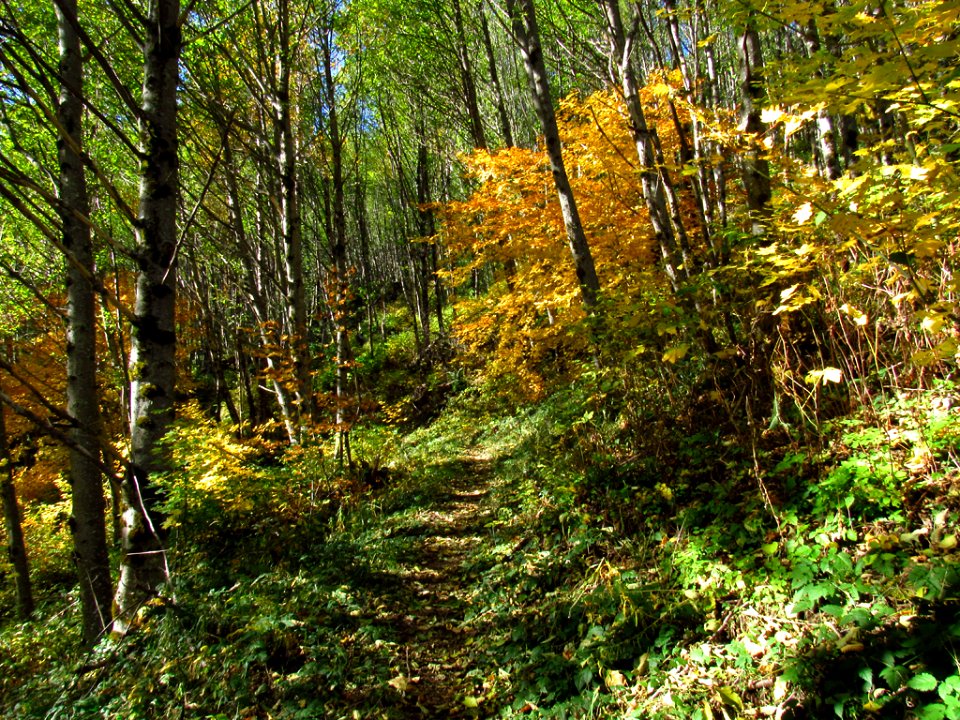 Coldwater Lake Trail at Mt. St. Helens