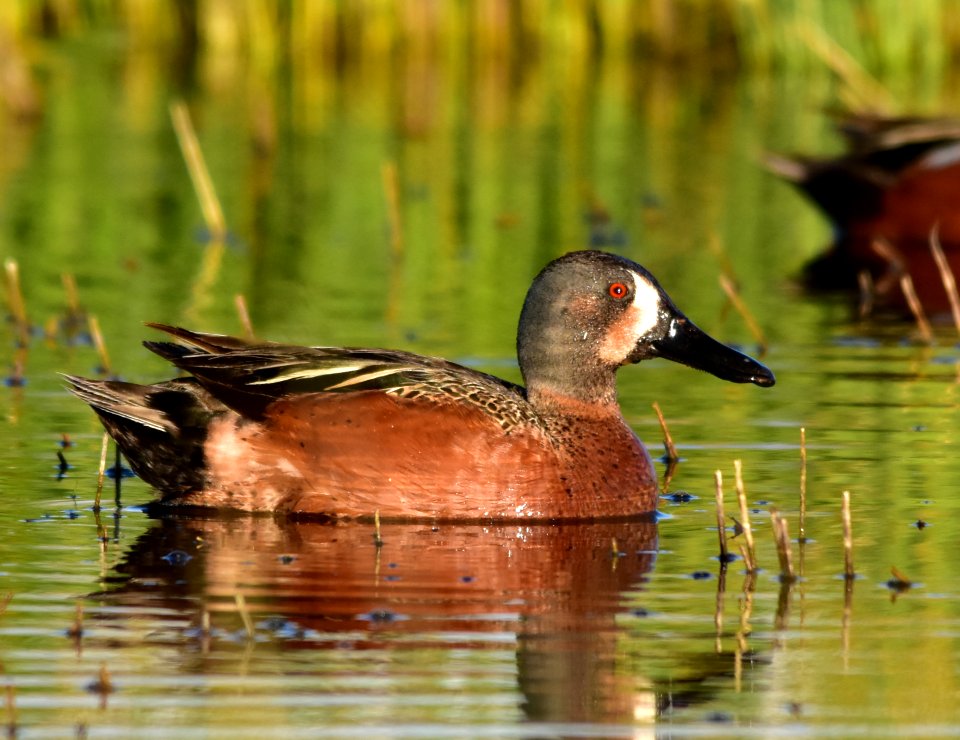 Cinnamon X blue-winged teal cross at Seedskadee National Wildlife Refuge