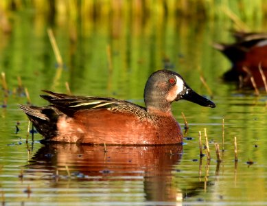 Cinnamon X blue-winged teal cross at Seedskadee National Wildlife Refuge