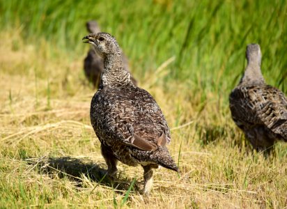 Greater sage-grouse at Seedskadee National Wildlife Refuge photo