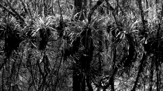 strap ferns and pond apple trees