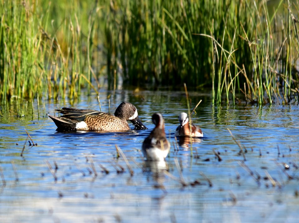 Blue-winged teal at Seedskadee National Wildlife Refuge