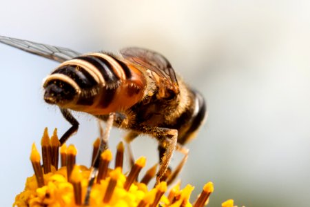 Hoverfly