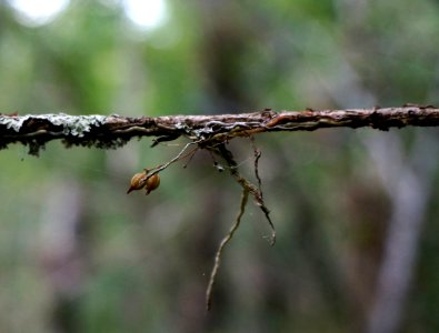 Jingle Bell Orchid seed pods