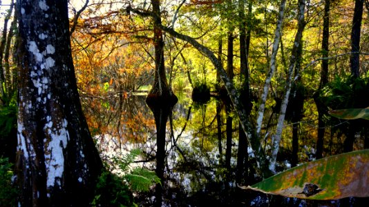 Cypress in the fall photo