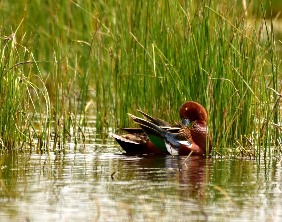 Cinnamon teal at Seedskadee National Wildlife Refuge