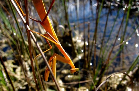 praying mantis photo