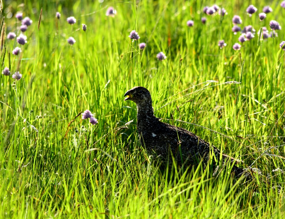Greater sage-grouse at Arapaho National Wildlife Refuge